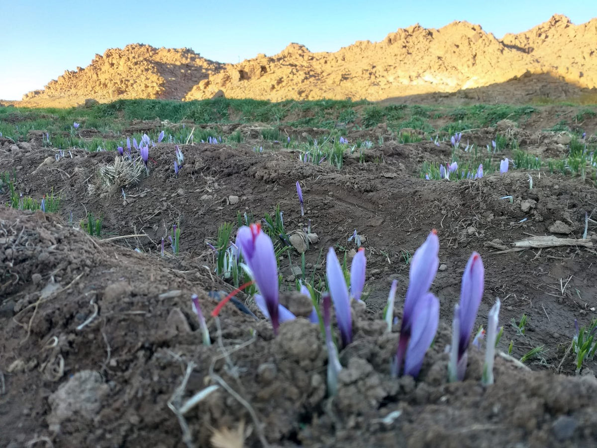 Purple saffron crocuses growing in the soil below sunlit rocky hills in Taliouine, Morocco