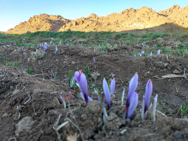 Purple saffron crocuses growing in the soil below sunlit rocky hills in Taliouine, Morocco