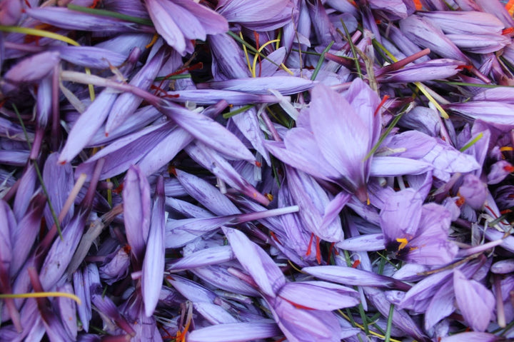 Freshly picked purple saffron crocus flowers with red threads visible among the petals