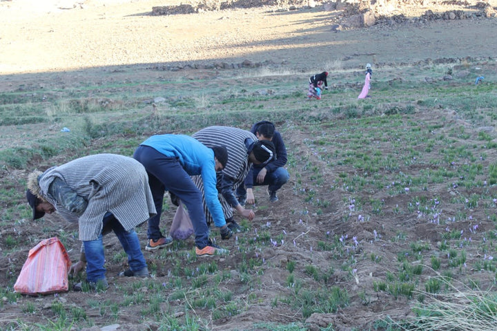 Farm workers collecting saffron flowers by hand in Taliouine, Morocco
