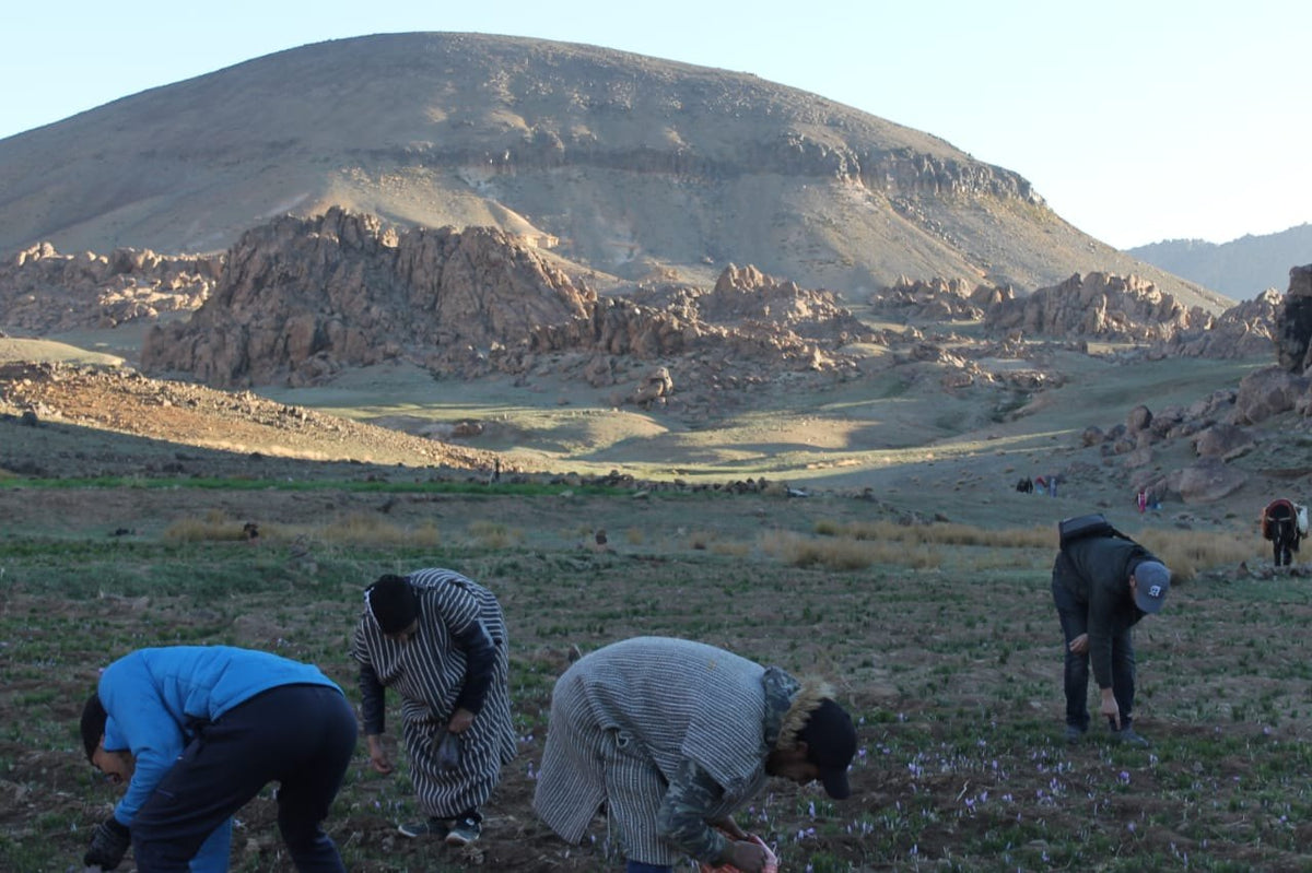 Workers picking saffron flowers on the family farm in Taliouine, Morocco, with mountains behind them